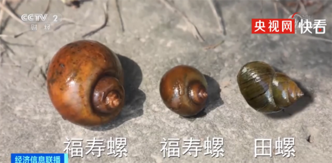 福寿螺近期大量出现！一只含6000条寄生虫：一文看懂如何区分