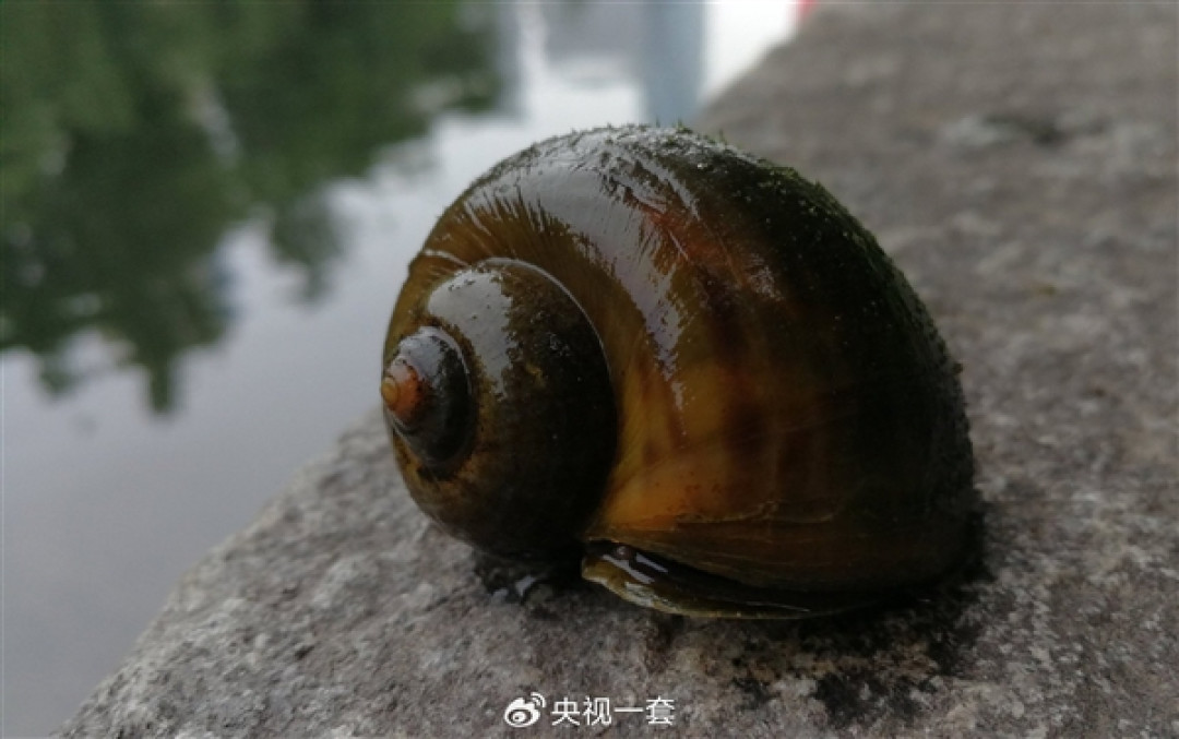 福寿螺近期大量出现！一只含6000条寄生虫：一文看懂如何区分