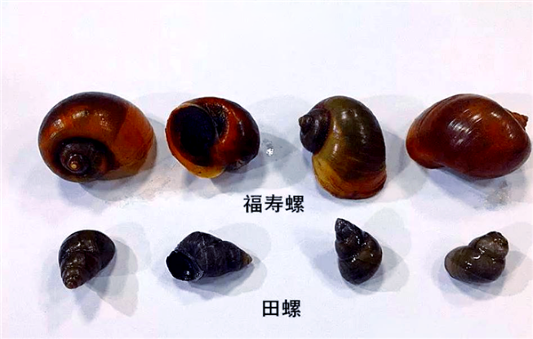 福寿螺近期大量出现！一只含6000条寄生虫：一文看懂如何区分