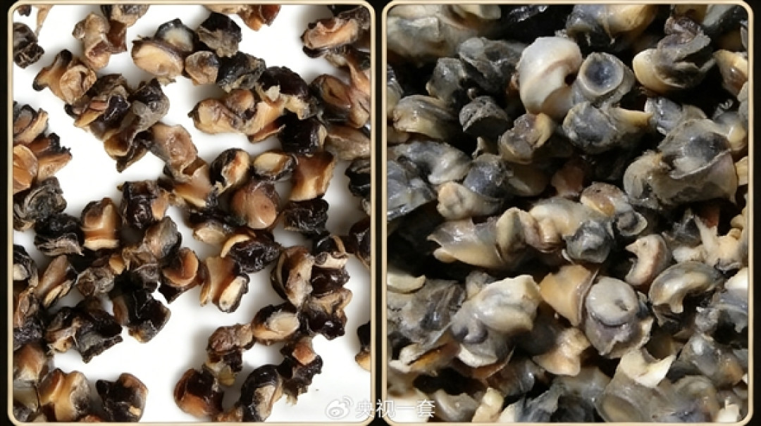 福寿螺近期大量出现！一只含6000条寄生虫：一文看懂如何区分
