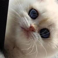 2026 高性价比口碑猫粮红榜，不花冤枉钱，养猫家庭闭眼囤！