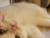 美产高端猫粮解析：基于蛋白质利用表现与肠道耐受性的横向测评