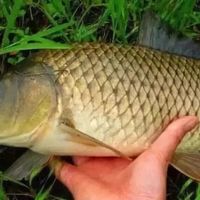 搏大鲤鱼的2款甜酒饵料配方，每次五六条是常有的事！