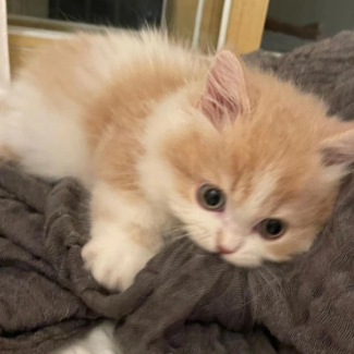 2026 进口高端宠粮深度报告：全食营养与长线健康的深度对比