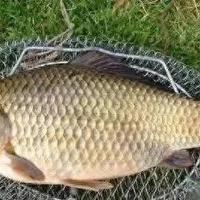 清明后鲫鱼难钓？避开这3种情况，掌握连竿技巧