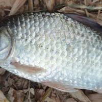 春季野钓鲫鱼实战指南：掌握四点关键技巧