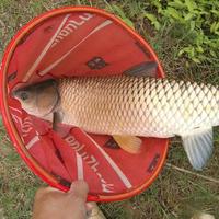 玉米钓鱼季节全攻略：不同时段的用饵与目标鱼种