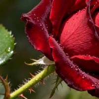 新手闭眼入！立得住的立体花钩织保姆级攻略，告别软塌塌、歪斜翻车