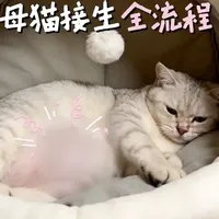 母猫生产全流程指南：从临产征兆到产后护理