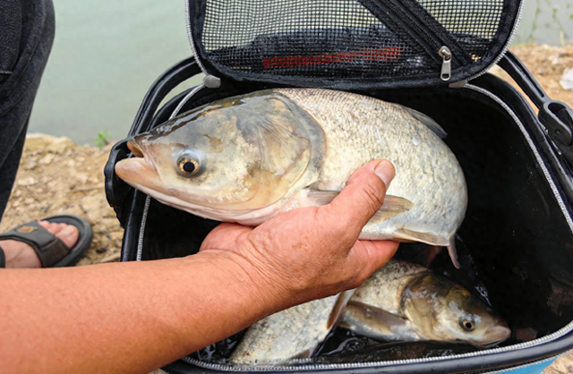 春季钓鲢鳙：习性差异与针对性垂钓策略