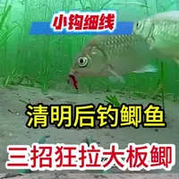 清明后钓鲫鱼实操攻略：选位、时间与饵料全解析