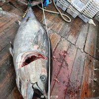 奉化渔民捕获巨无霸金枪鱼 当地多年罕见：市值超10万