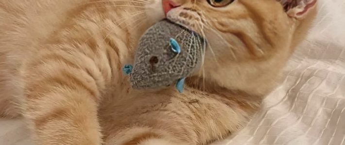 宠物空气净化器对清理宠物浮毛、异味有作用吗？有没什么平价的产品推荐？