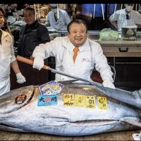 2026年3月厦门渔民捕获560斤蓝鳍金枪鱼，市价56万元两小时售罄