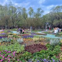 海淀公园｜春日限定莫奈花园！樱花+花海露营