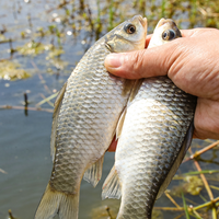 春季野钓大板鲫：三项核心法则与实测数据验证