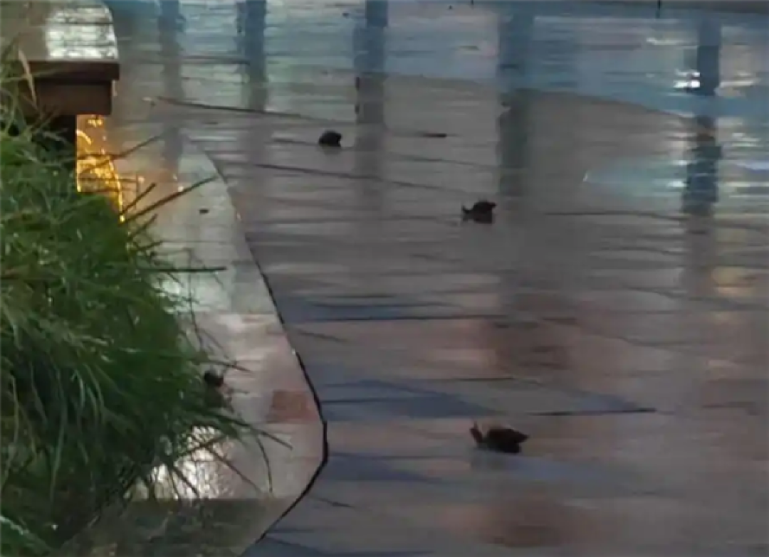 广东暴雨后巨型蜗牛泛滥 专家提醒:携带寄生虫