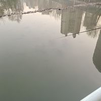 春钓鲫，上浅滩，找对规律事半功倍