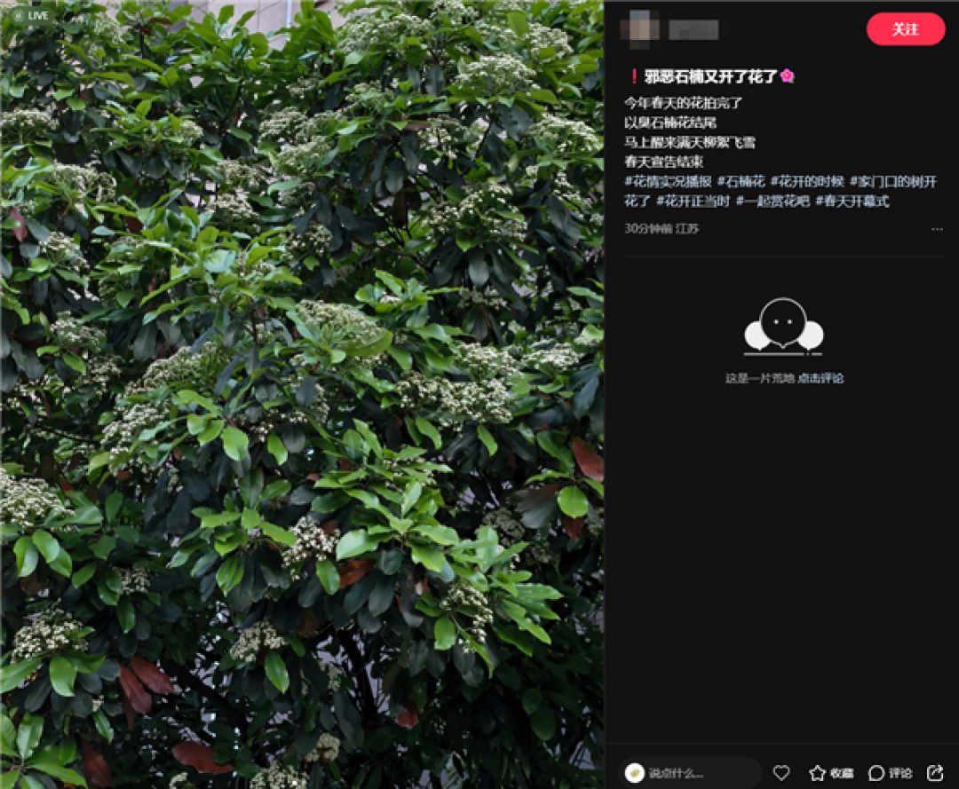 左右为“楠”的季节又到了 石楠花香惹争议 网友:闻到就会干呕