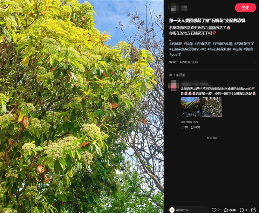 左右为“楠”的季节又到了 石楠花香惹争议 网友:闻到就会干呕
