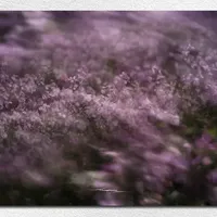 🌬️🌸 风中的二月兰：用镜头捕捉春日