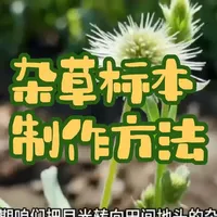 杂草标本制作全流程：从采集到保存的实操指南