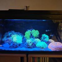 所谓“免维护”都是假的，但这款鱼缸真能把人工干预压到最低