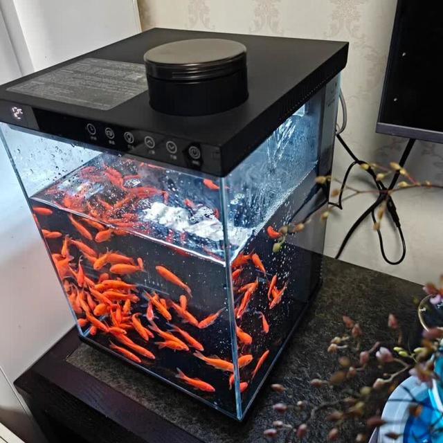 所谓“免维护”都是假的，但这款鱼缸真能把人工干预压到最低