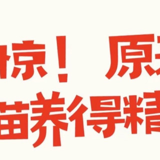 猫咪精致生活指南：从饮食到娱乐的实操手册