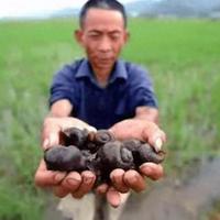 福寿螺入侵加剧：2026年繁殖量激增，食品与生态双重风险下的防控突围