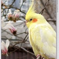 真的假的？听说vivo X300能打鸟，我也试了试