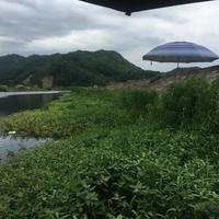 暮春野钓鲫鱼策略调整：从窗口期到饵料的全方位优化