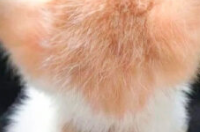 胖猫科学减脂：6 款进口体重管理猫粮深度对比｜2026 选粮全攻略