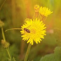 vivo X300 Ultra影像解析：85mm长焦与防抖实拍体验