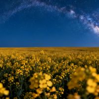 花海银河同框封神！懒人保姆级春日夜拍攻略，避开90%新手踩的坑