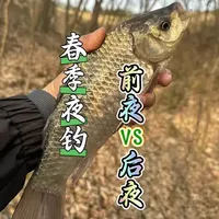 春季夜钓鲫鱼：后半夜2点至4点为黄金时段