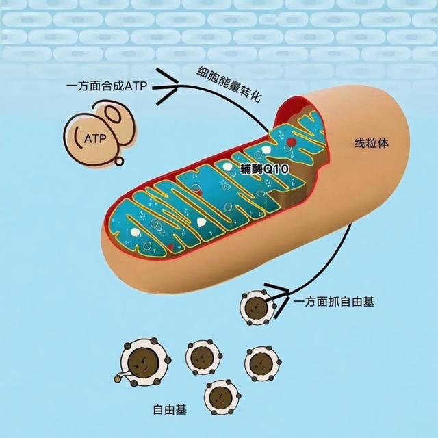 他汀吃出肌肉酸痛？四类人补辅酶Q10可能白花钱