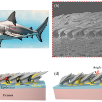 穿“鲨鱼皮”真能游更快？90%的人白花钱还更累