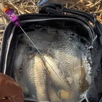 应对小杂鱼闹窝的五种作钓策略