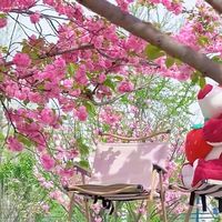 成都本地人私藏的樱花长廊，近3000米樱花大道超级惊艳，这3处都不要门票！