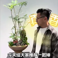 十大功劳：四季常绿的全能药用绿植
