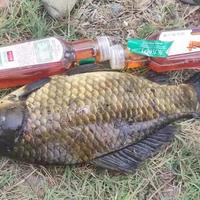 清明前后大板鲫藏身处分析：为何慎钓浅滩