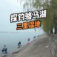探钓骆马湖三里湿地：野钓鲫鱼实战全解析