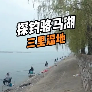 探钓骆马湖三里湿地：野钓鲫鱼实战全解析