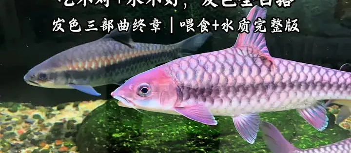 吉罗鱼发色养护指南:喂食频率与水质管理全解析_水族_什么值得买