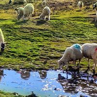《舌尖》为何专宠的宁夏滩羊肉？细看盐碱地孕育的鲜美密码
