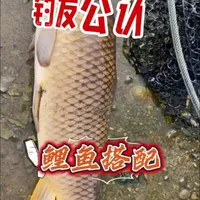 假期野钓鲤鱼：三款钓友公认配方详解