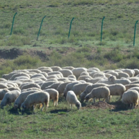 被《舌尖》点名的宁夏滩羊，到底好在哪？