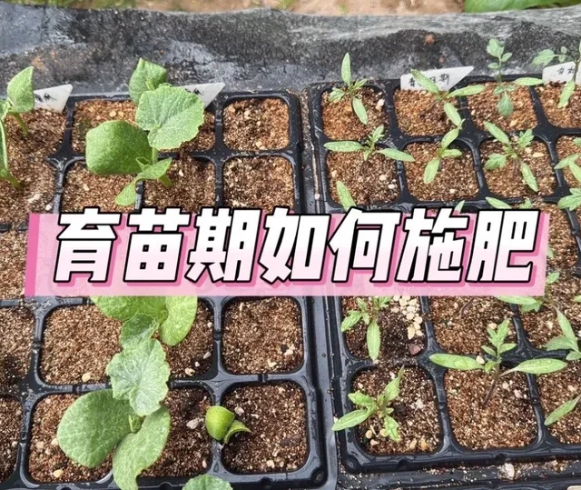 育苗期施肥指南：促进生根壮苗的关键步骤