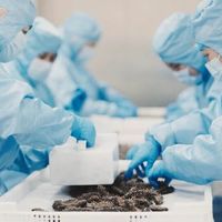 85℃的“营养临界点”：广参堂低温冷蒸专利工艺如何保留海参营养